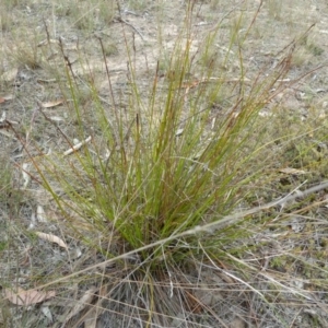 Lepidosperma laterale at Lower Boro, NSW - 15 Jan 2012