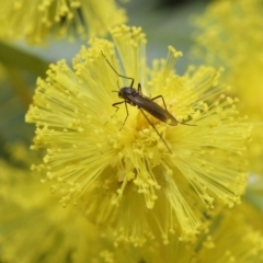 Cecidomyiidae (family) (Gall gnat) at Acton, ACT - 4 Aug 2020 by TimL