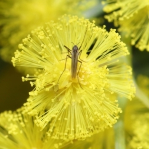 Cecidomyiidae (family) at Acton, ACT - 4 Aug 2020