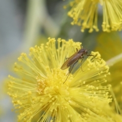 Cecidomyiidae (family) at Acton, ACT - 4 Aug 2020