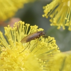 Cecidomyiidae (family) at Acton, ACT - 4 Aug 2020 11:00 AM