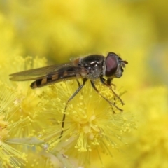 Melangyna sp. (genus) (Hover Fly) at Acton, ACT - 4 Aug 2020 by TimL