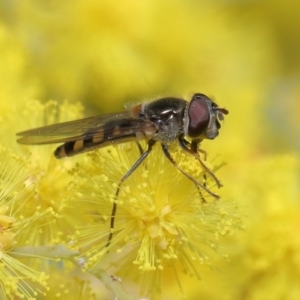 Melangyna sp. (genus) at Acton, ACT - 4 Aug 2020