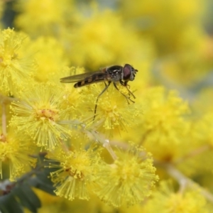 Melangyna sp. (genus) at Acton, ACT - 4 Aug 2020