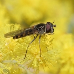 Melangyna sp. (genus) at Acton, ACT - 4 Aug 2020