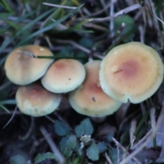 Hypholoma fasciculare (Hypholoma fasciculare) at Moruya, NSW - 21 Aug 2020 by LisaH