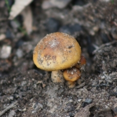 Cortinarius sp. (Cortinarius) at Moruya, NSW - 21 Aug 2020 by LisaH