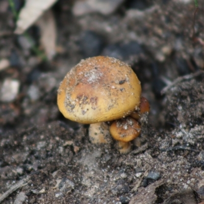 Cortinarius sp. (Cortinarius) at Moruya, NSW - 21 Aug 2020 by LisaH