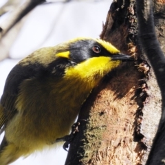 Lichenostomus melanops (Yellow-tufted Honeyeater) at Googong Foreshore - 20 Aug 2020 by HelenCross