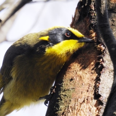 Lichenostomus melanops (Yellow-tufted Honeyeater) at Yarrow, NSW - 21 Aug 2020 by HelenCross