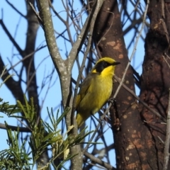 Lichenostomus melanops at Yarrow, NSW - 21 Aug 2020