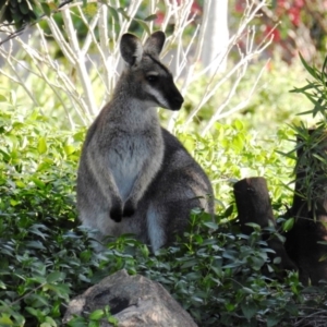 Notamacropus rufogriseus at Chapman, ACT - 21 Aug 2020