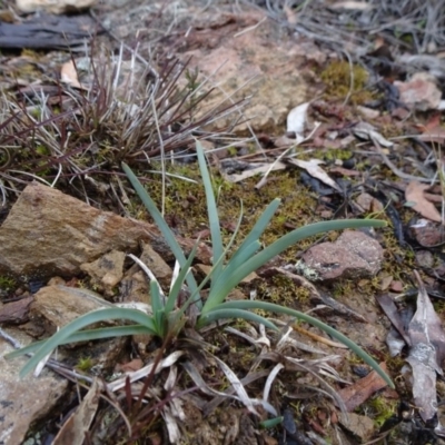 Lomandra filiformis subsp. coriacea (Wattle Matrush) at Carwoola, NSW - 16 Aug 2020 by JanetRussell