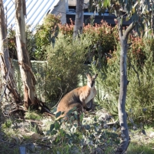 Notamacropus rufogriseus at Chapman, ACT - 21 Aug 2020