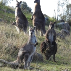 Osphranter robustus robustus at Chapman, ACT - 21 Aug 2020