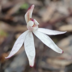 Caladenia fuscata (Dusky Fingers) at Acton, ACT - 21 Aug 2020 by shoko