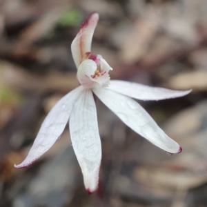 Caladenia fuscata at Acton, ACT - 21 Aug 2020