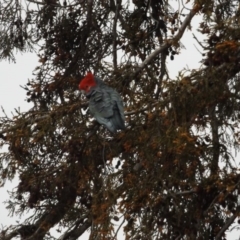 Callocephalon fimbriatum (Gang-gang Cockatoo) at O'Connor, ACT - 9 Aug 2020 by ClubFED