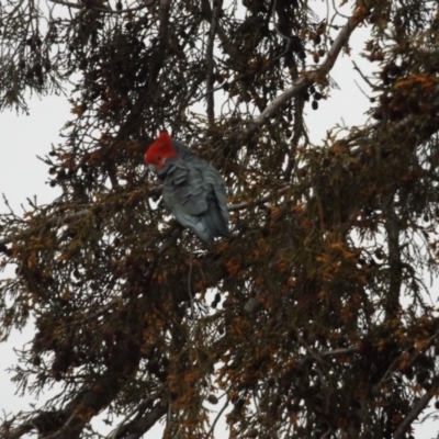 Callocephalon fimbriatum (Gang-gang Cockatoo) at O'Connor, ACT - 9 Aug 2020 by ClubFED