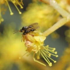 Platygastridae (family) (Platygastrid wasp) at Acton, ACT - 11 Aug 2020 by TimL