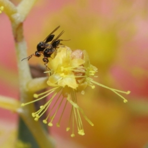 Platygastridae (family) at Acton, ACT - 11 Aug 2020 12:40 PM