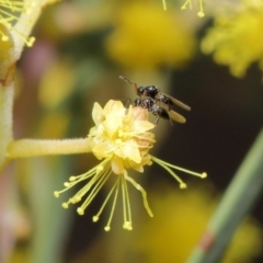 Platygastridae (family) at Acton, ACT - 11 Aug 2020 12:40 PM