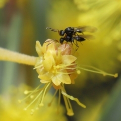 Platygastridae (family) at Acton, ACT - 11 Aug 2020