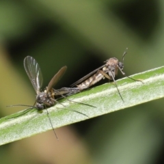 Cecidomyiidae (family) (Gall gnat) at Acton, ACT - 11 Aug 2020 by TimL