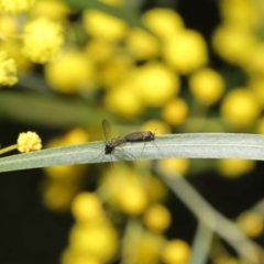 Cecidomyiidae (family) at Acton, ACT - 11 Aug 2020