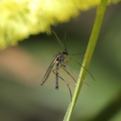 Cecidomyiidae (family) (Gall gnat) at Acton, ACT - 11 Aug 2020 by TimL