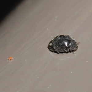 Coccinellidae (family) at Acton, ACT - 18 Aug 2020 12:48 PM