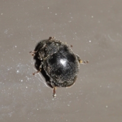 Coccinellidae (family) at Acton, ACT - 18 Aug 2020 12:48 PM