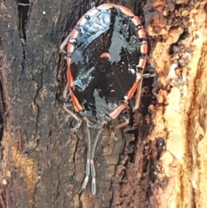 Diemenia rubromarginata at Latham, ACT - 22 Aug 2020