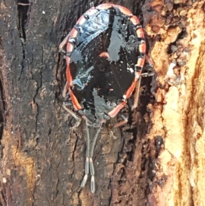 Diemenia rubromarginata (Pink-margined bug) at Latham, ACT - 21 Aug 2020 by tpreston