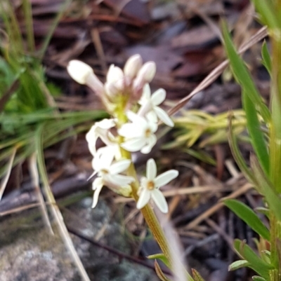 Stackhousia monogyna (Creamy Candles) at Umbagong District Park - 21 Aug 2020 by tpreston