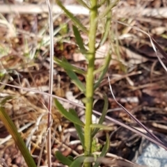 Stackhousia monogyna at Latham, ACT - 22 Aug 2020