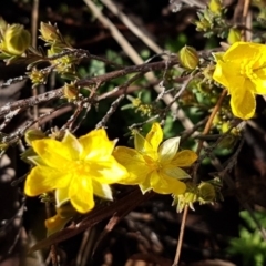 Hibbertia calycina (Lesser Guinea-flower) at Umbagong District Park - 21 Aug 2020 by tpreston