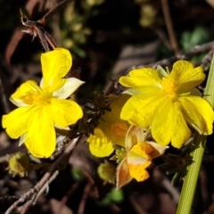 Hibbertia calycina at Latham, ACT - 22 Aug 2020 08:49 AM