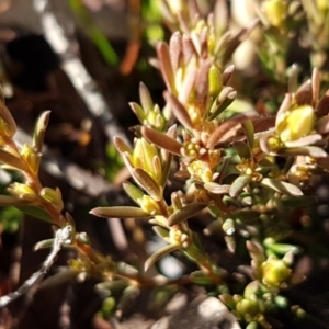 Hibbertia calycina at Latham, ACT - 22 Aug 2020