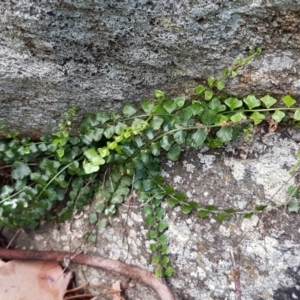 Asplenium flabellifolium at Latham, ACT - 22 Aug 2020 08:52 AM