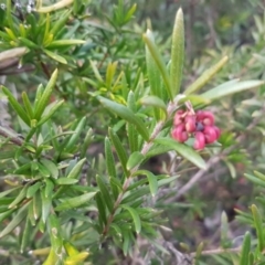 Grevillea sp. at Latham, ACT - 22 Aug 2020