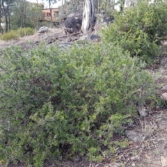 Grevillea sp. at Latham, ACT - 22 Aug 2020