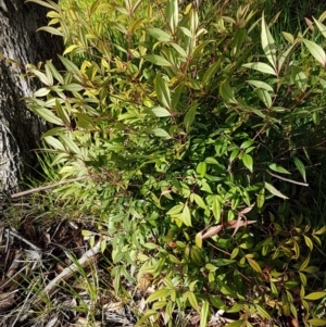 Nandina domestica at Latham, ACT - 22 Aug 2020