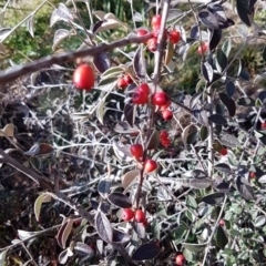 Cotoneaster pannosus (Cotoneaster) at Latham, ACT - 21 Aug 2020 by tpreston