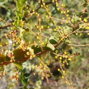 Acacia pravissima at Latham, ACT - 22 Aug 2020