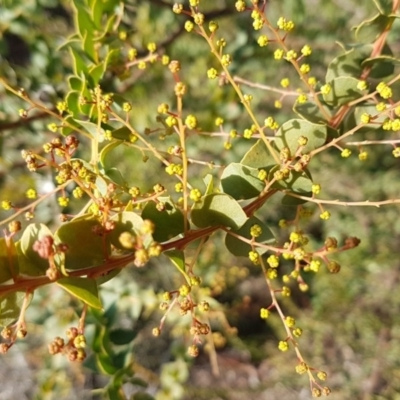 Acacia pravissima (Wedge-leaved Wattle, Ovens Wattle) at Latham, ACT - 21 Aug 2020 by tpreston