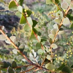 Acacia pravissima at Latham, ACT - 22 Aug 2020 09:01 AM