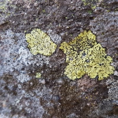 Rhizocarpon geographicum (Yellow Map Lichen) at Latham, ACT - 22 Aug 2020 by trevorpreston