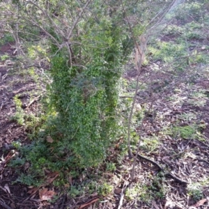 Asparagus asparagoides at Campbell, ACT - 22 Aug 2020