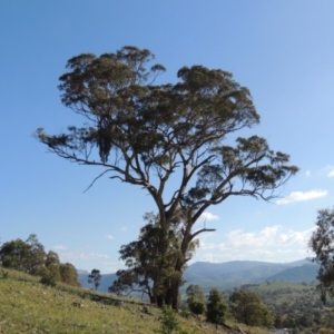 Eucalyptus melliodora at Rob Roy Range - 31 Mar 2020 05:18 PM